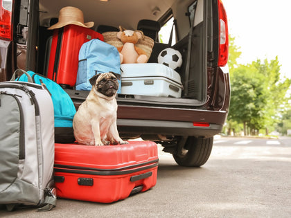 dog travel accessories road trip