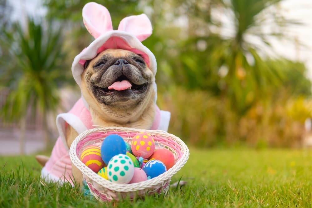 EASTER IS NEARLY HERE - SO HOP TO IT!