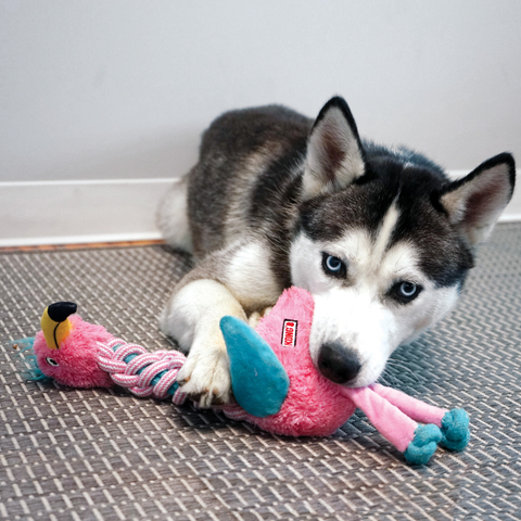 dog toys play flying dog