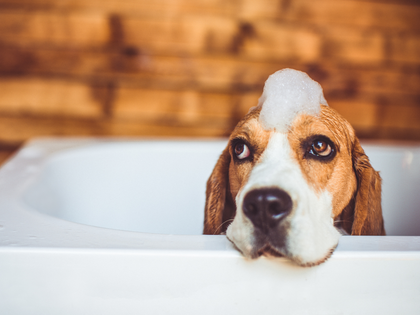 Grooming and Health
