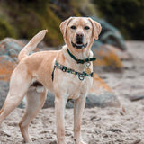 On Duty OG No-Pull Training Harness - The Flying Dog n Co