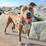 Evergreen OG No-Pull Training Harness - The Flying Dog n Co