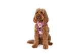 THE ALL-ROUNDER DOG HARNESS: Spring Fling