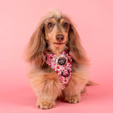 Primrose: No Pull Adventure Dog Harness