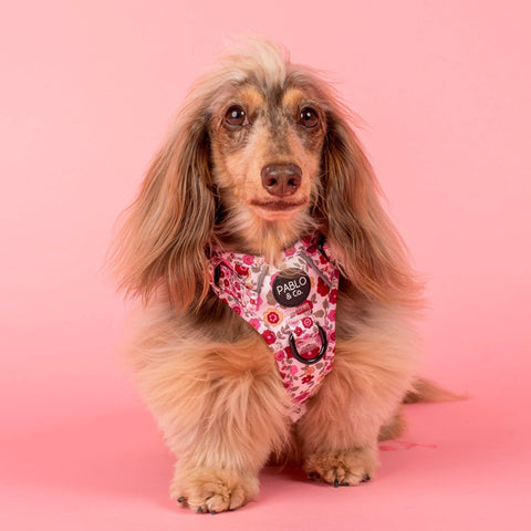 Primrose: No Pull Adventure Dog Harness