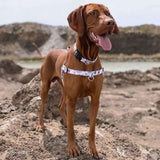 Evergreen OG No-Pull Training Harness - The Flying Dog n Co