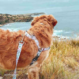 Evergreen OG No-Pull Training Harness - The Flying Dog n Co