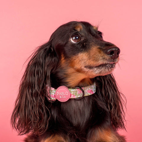 Flora & Fern: Dog Collar