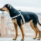 Evergreen OG No-Pull Training Harness - The Flying Dog n Co