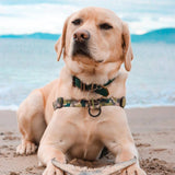 On Duty OG No-Pull Training Harness - The Flying Dog n Co