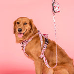 Primrose: No Pull Adventure Dog Harness
