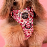 Primrose: No Pull Adventure Dog Harness