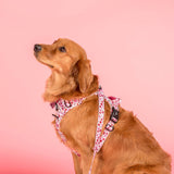 Primrose: No Pull Adventure Dog Harness