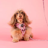 Primrose: No Pull Adventure Dog Harness