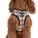 Dog wearing a plaid harness with 'Big & Little Dogs' label on a white background