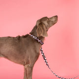 Polka Dot:  Dog Collar - The Flying Dog n Co