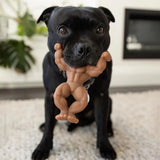 Happy Staffy Co - Schwarzenegger