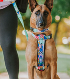 Stylish Hounds - Chest plate Harness Explorer - Camo