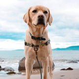 On Duty OG No-Pull Training Harness - The Flying Dog n Co