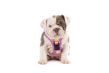 THE ALL-ROUNDER DOG HARNESS: Spring Fling