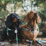 On Duty OG No-Pull Training Harness - The Flying Dog n Co