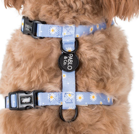 H Harness strap blue daisy - The Flying Dog n Co