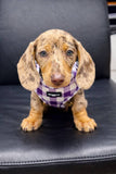 CHECK Me Out - adjustable harness - The Flying Dog n Co
