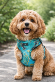 Emerald City - adjustable harness - The Flying Dog n Co